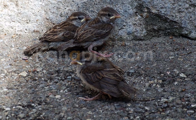 trois moineaux à présent