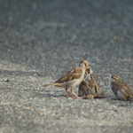 Un appétit de moineau ... dites ça à la mère