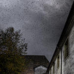 starlings_flight