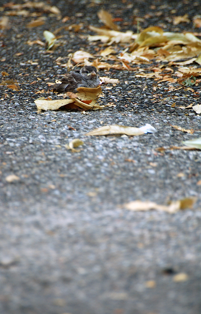 Syndrome du jumeau fantôme