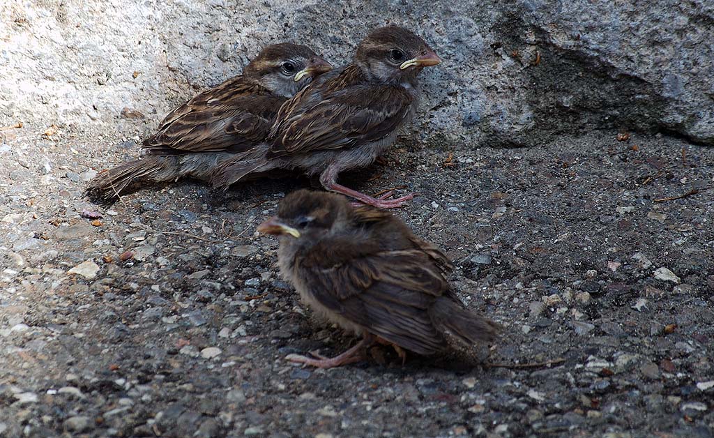 trois moineaux à présent